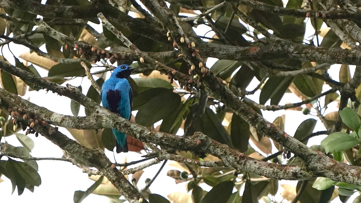 Blue Cotinga - ML619525324