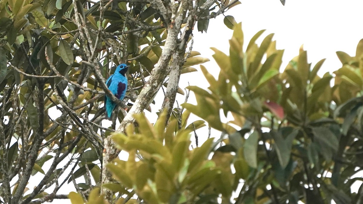 Blue Cotinga - ML619525329