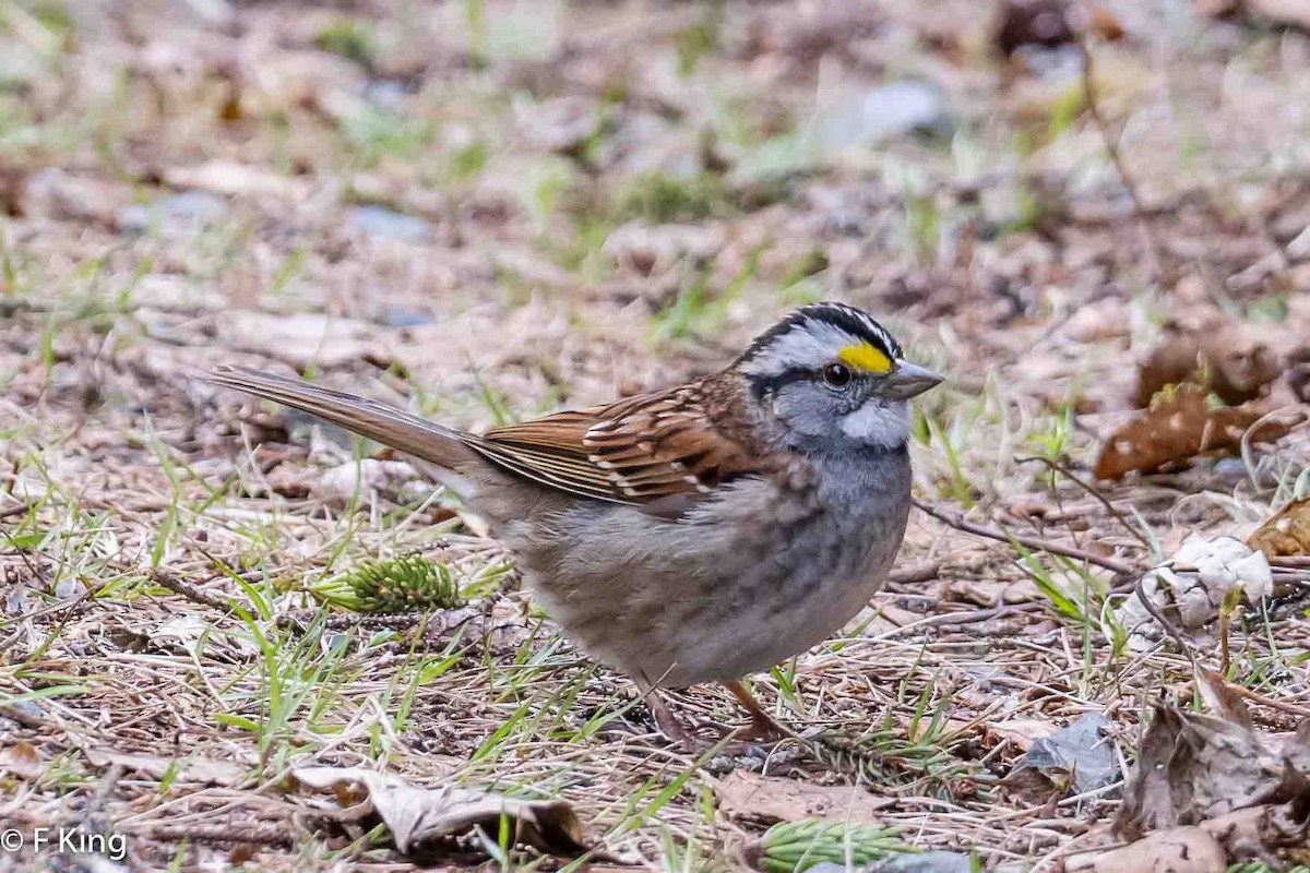 White-throated Sparrow - ML619525344