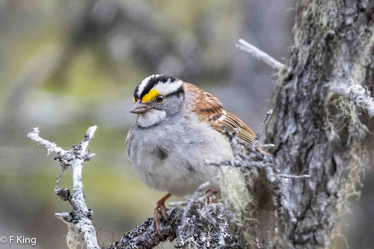 White-throated Sparrow - ML619525345