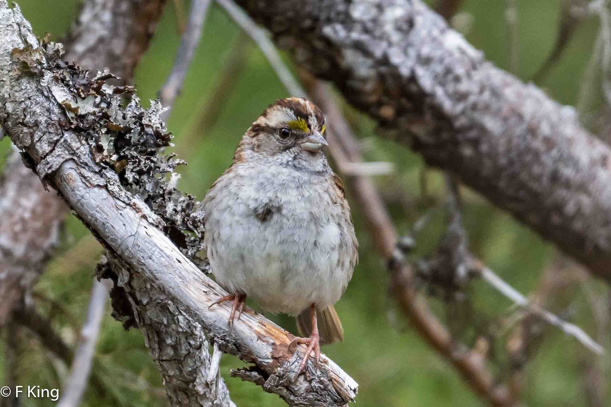 White-throated Sparrow - ML619525346