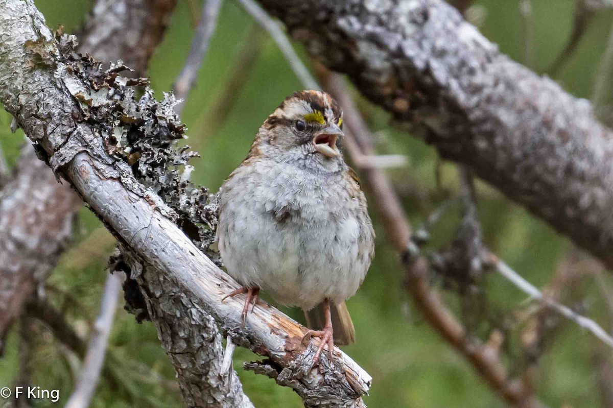 White-throated Sparrow - ML619525347