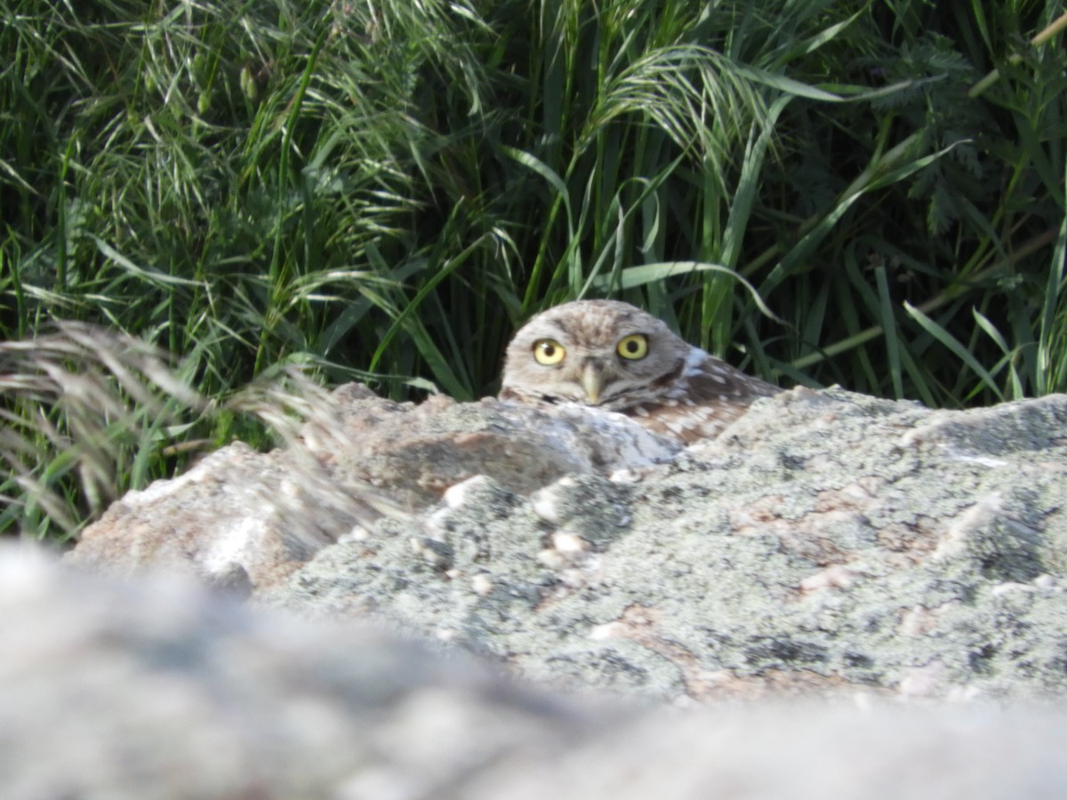 Burrowing Owl - ML619525351