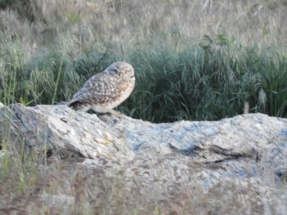 Burrowing Owl - ML619525382