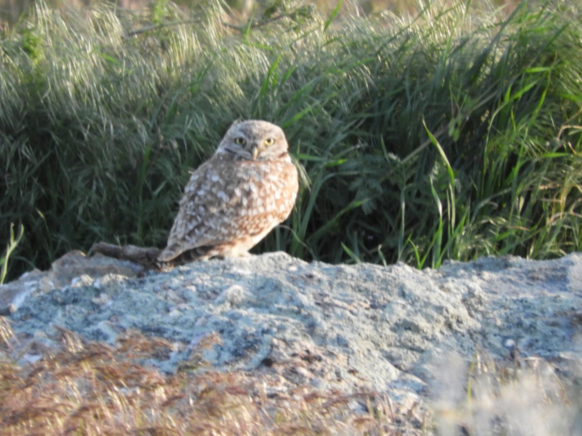 Burrowing Owl - ML619525383