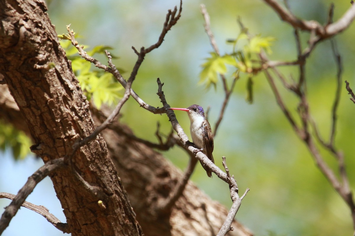 Violet-crowned Hummingbird - ML619525462