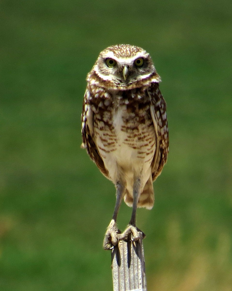 Burrowing Owl - ML619525526