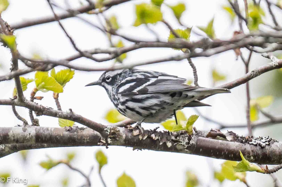 Black-and-white Warbler - ML619525529