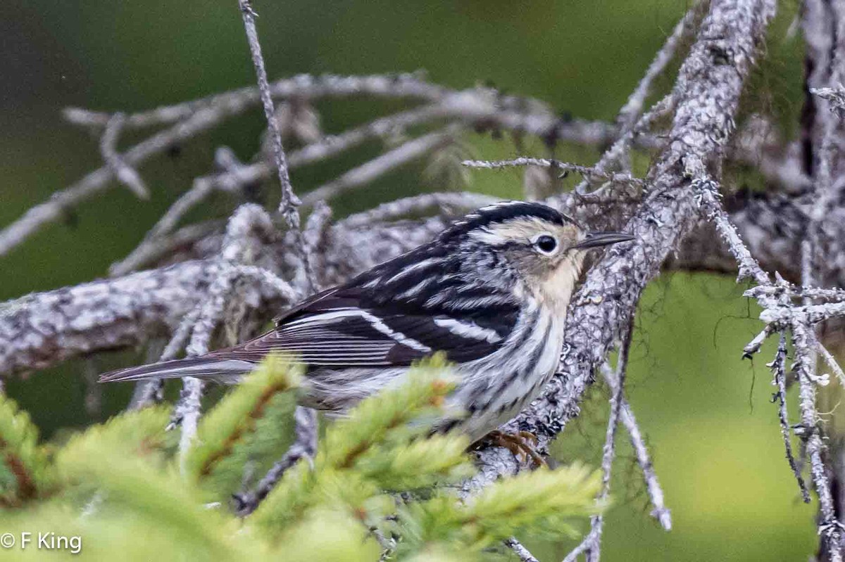 Black-and-white Warbler - ML619525531