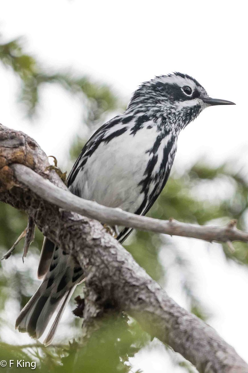 Black-and-white Warbler - ML619525532
