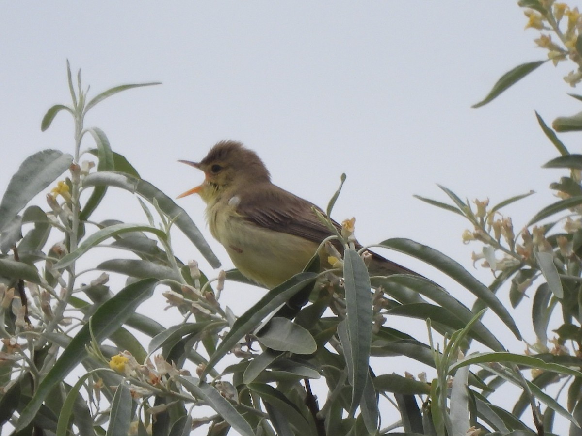 Melodious Warbler - ML619525544