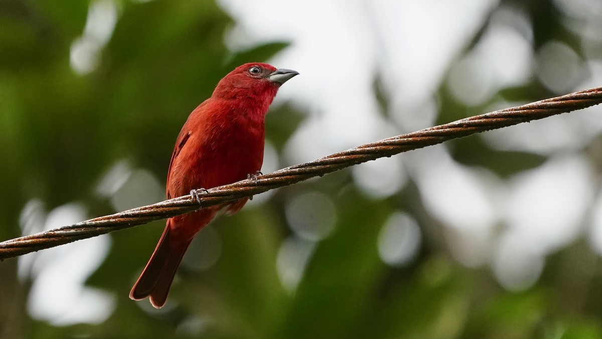 Hepatic Tanager - ML619525550
