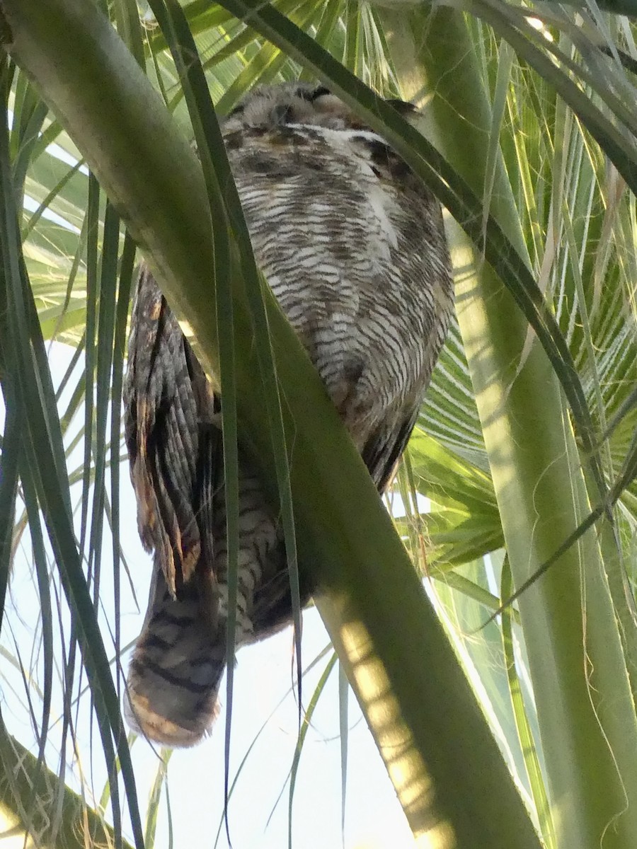 Great Horned Owl - ML619525559