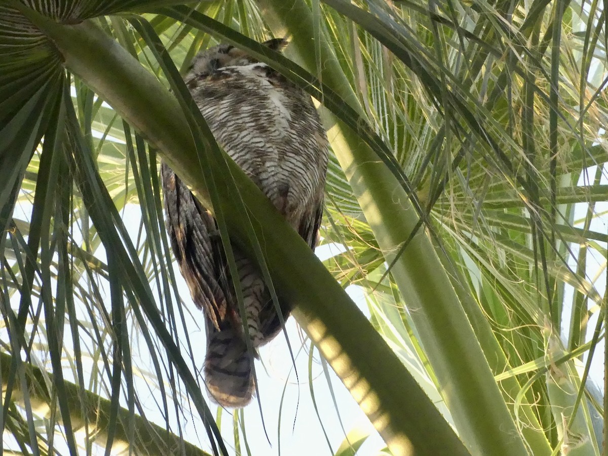 Great Horned Owl - ML619525560