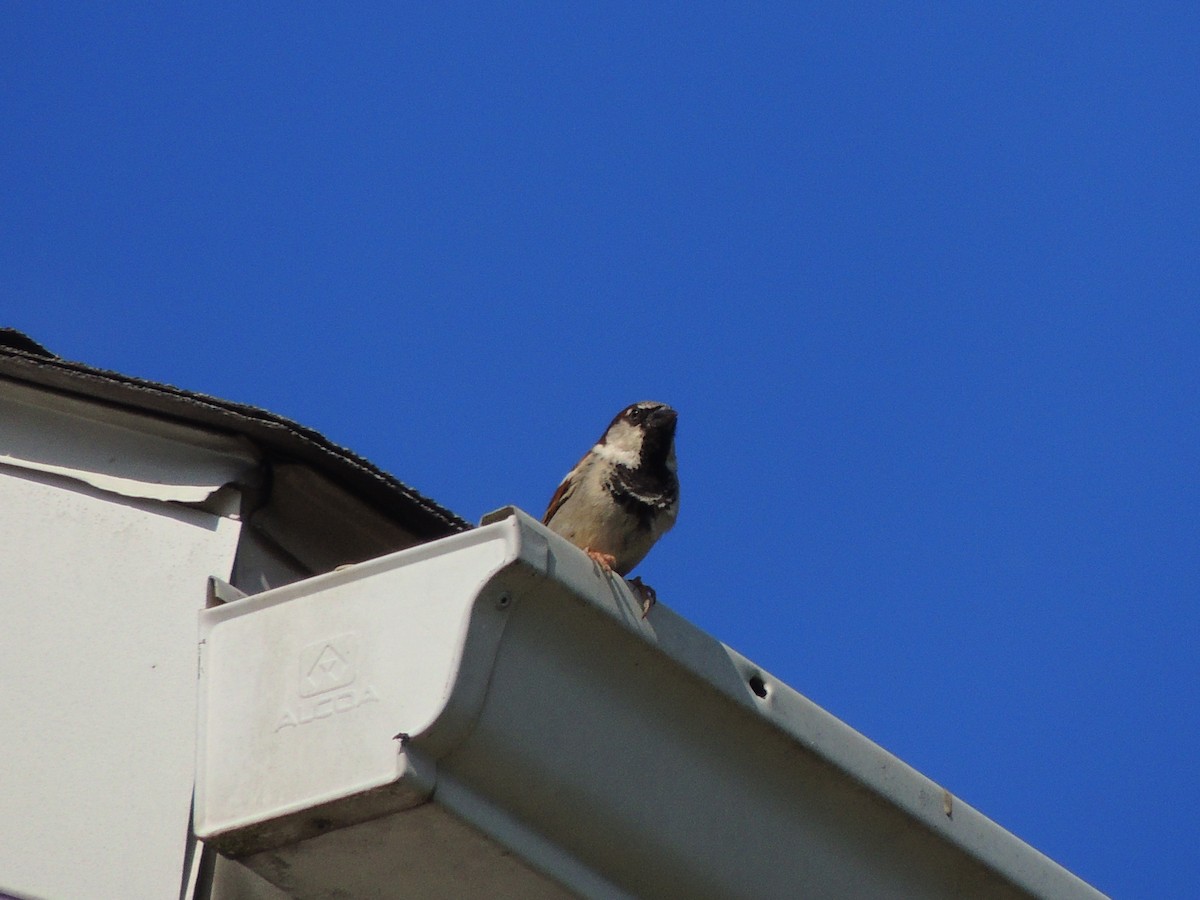 House Sparrow - ML619525562