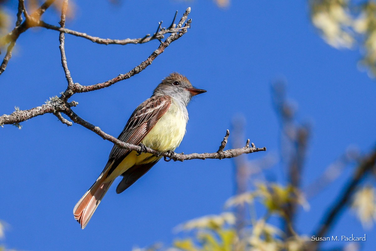 Great Crested Flycatcher - ML619525567