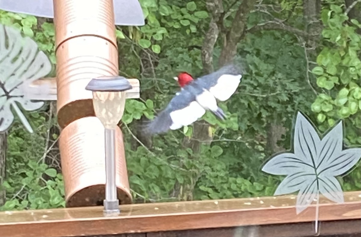 Red-headed Woodpecker - ML619525624