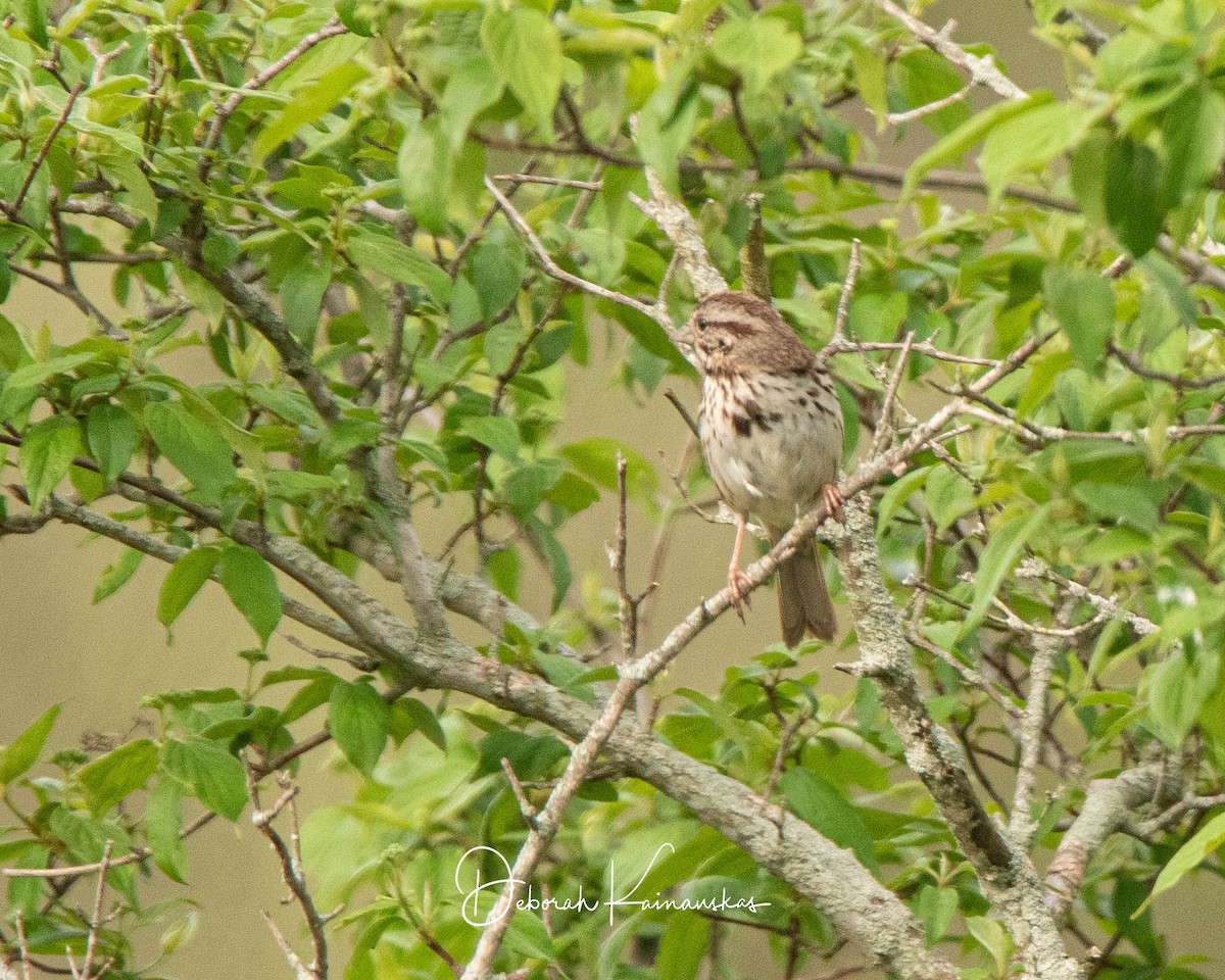 Song Sparrow - ML619525630