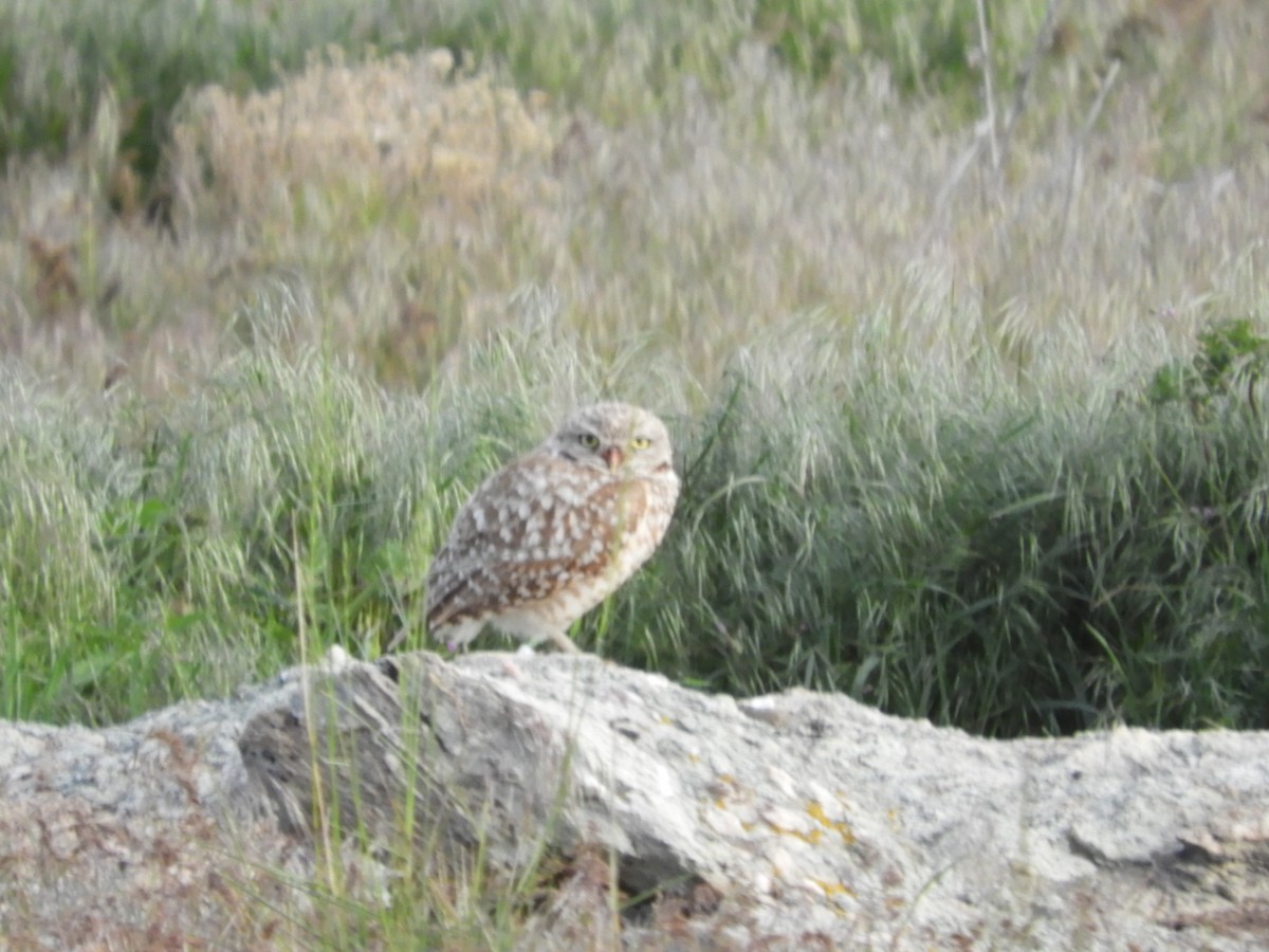 Burrowing Owl - ML619525654