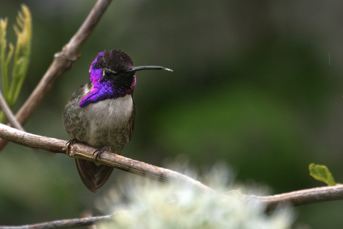 Costa's Hummingbird - ML619525659