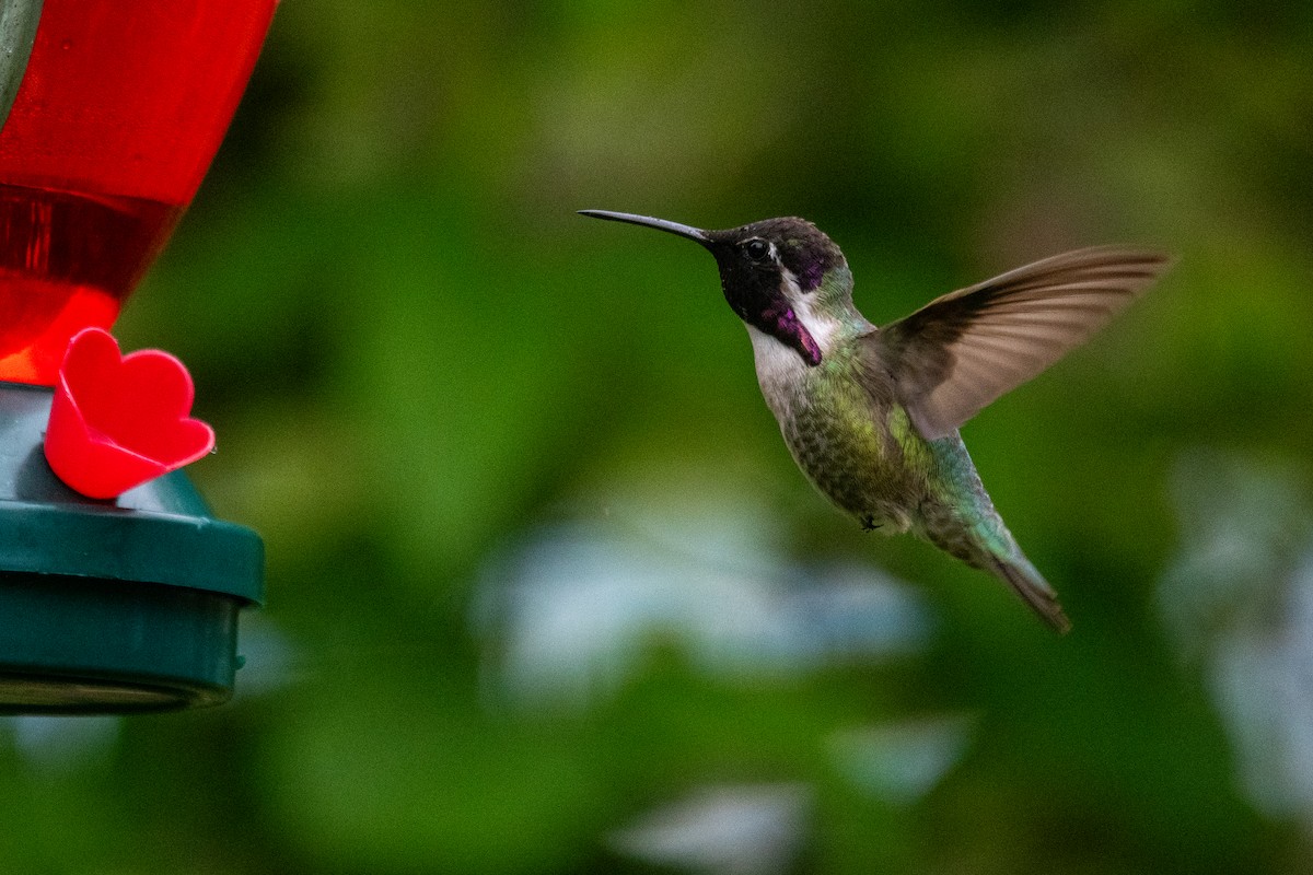 Costa's Hummingbird - ML619525663