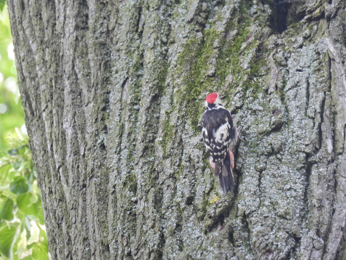 Middle Spotted Woodpecker - ML619525671