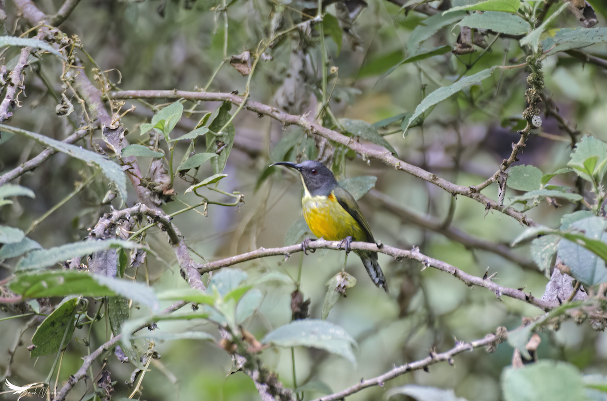 Mindanaonektarvogel - ML619525710