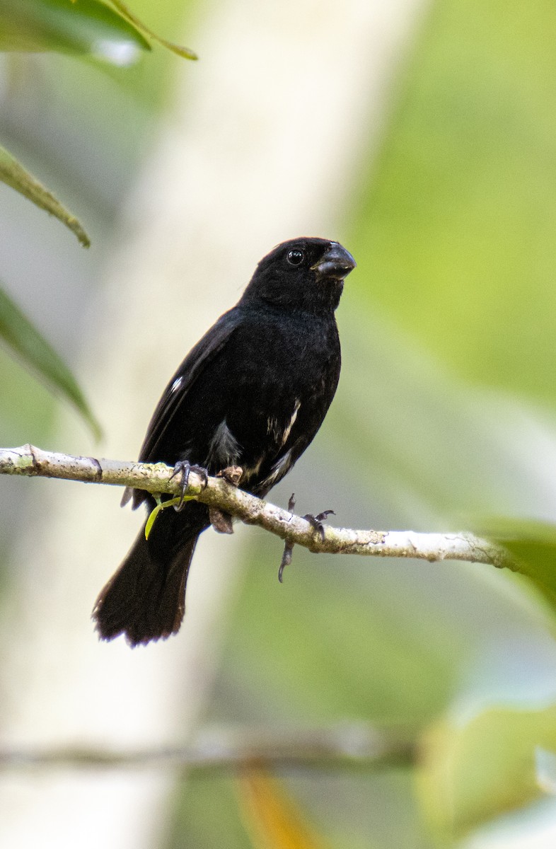 Variable Seedeater - ML619525719