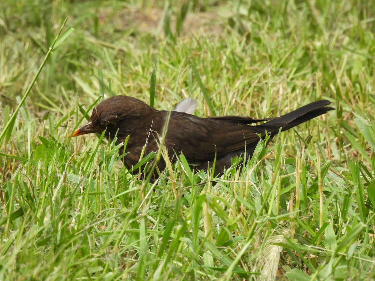 Eurasian Blackbird - ML619525721