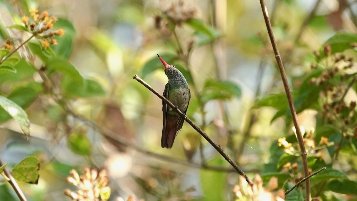 Rufous-tailed Hummingbird - ML619525727