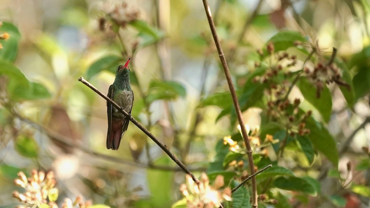 Rufous-tailed Hummingbird - ML619525729