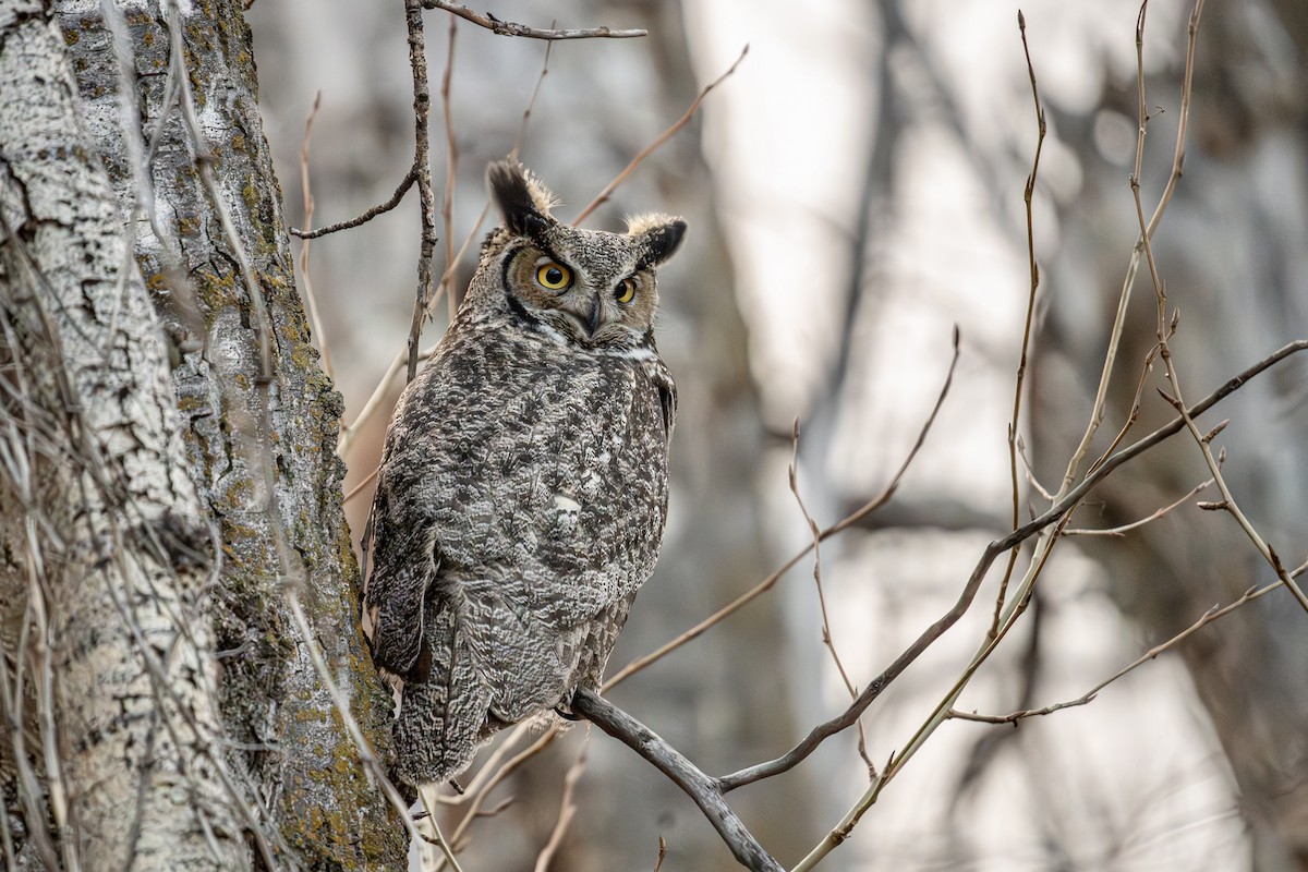Great Horned Owl - ML619525751