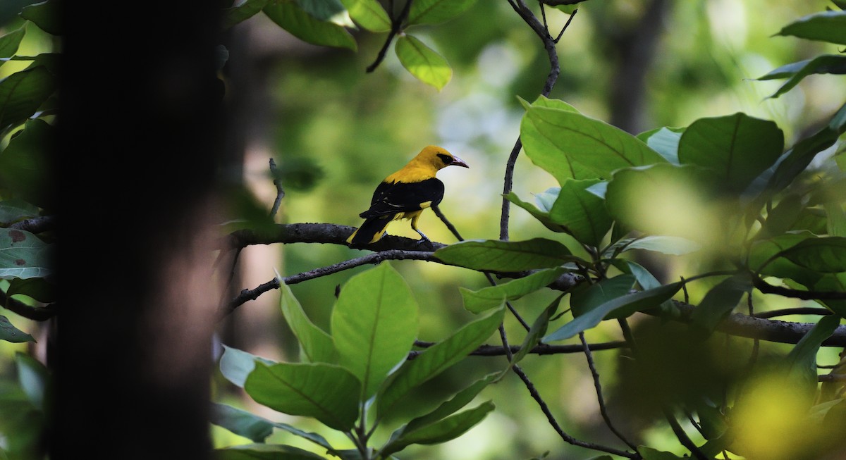 Indian Golden Oriole - ML619525753