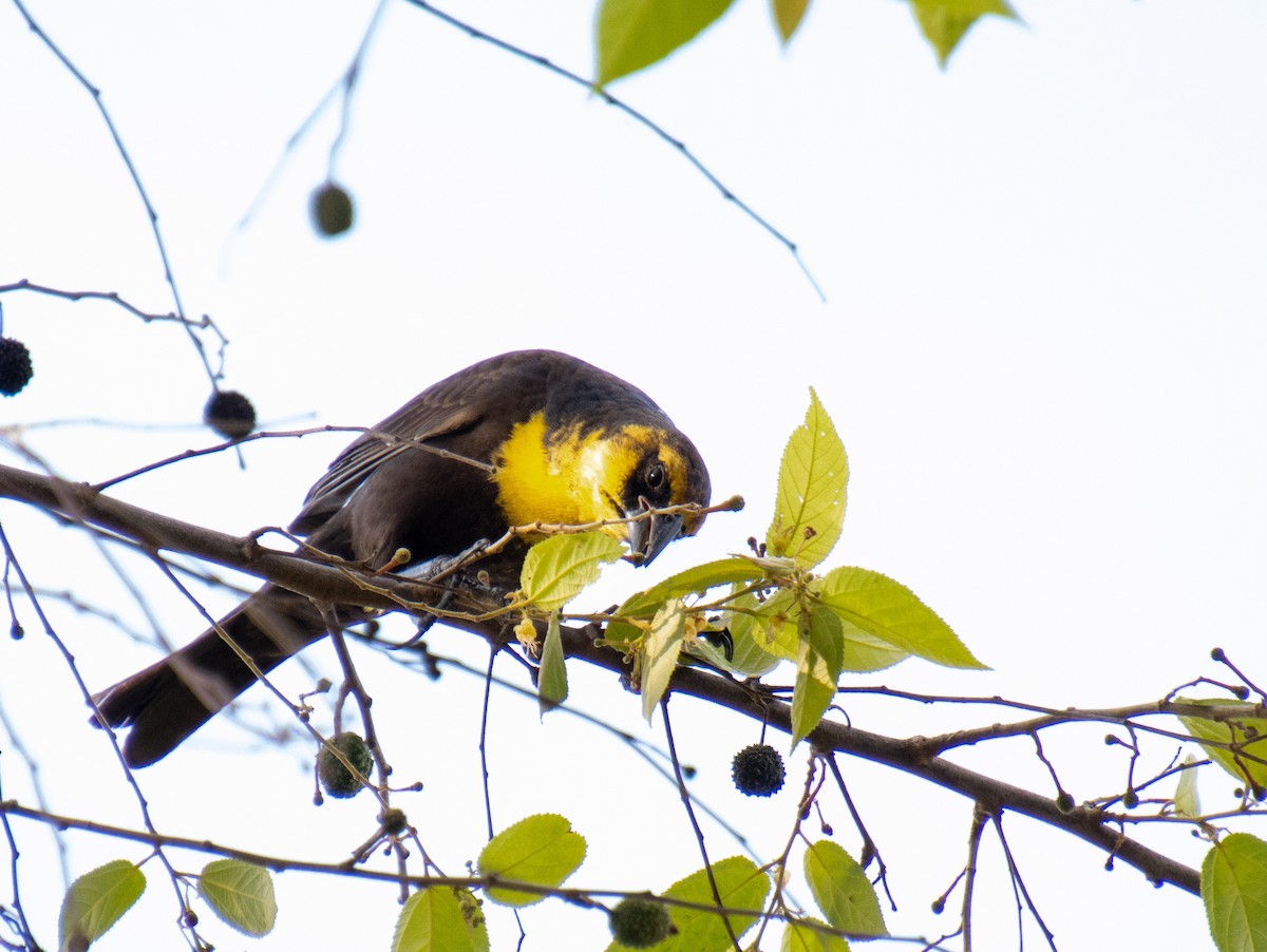 Yellow-headed Blackbird - ML619525757