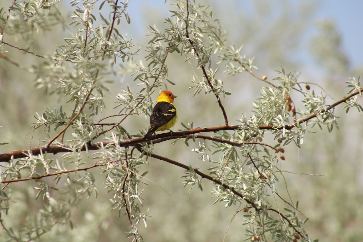 Western Tanager - ML619525767