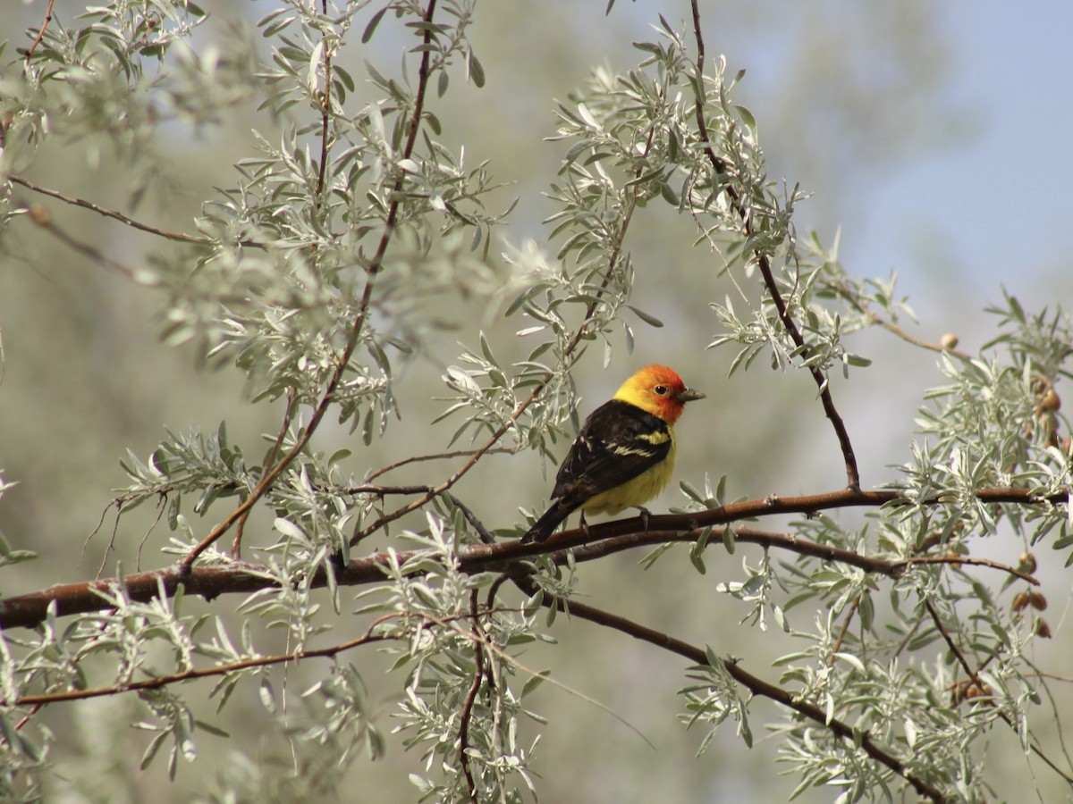 Western Tanager - ML619525768