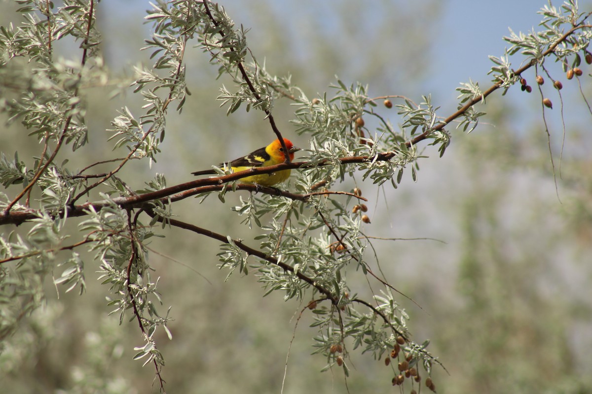 Western Tanager - ML619525769