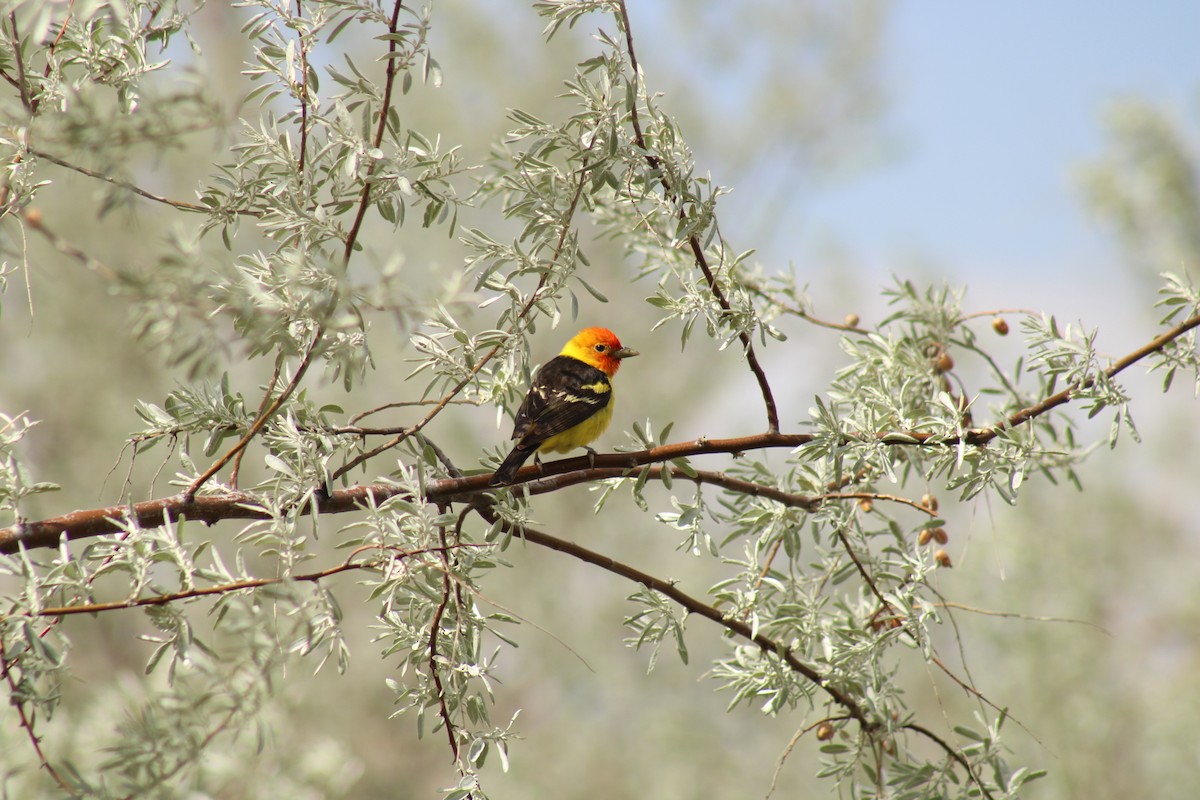 Western Tanager - ML619525770