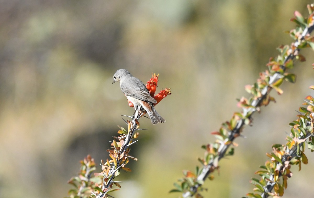 Lucy's Warbler - ML619525771