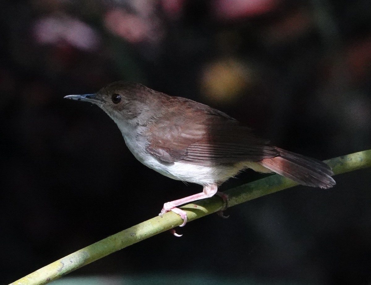 White-chested Babbler (Malayan) - ML619525852