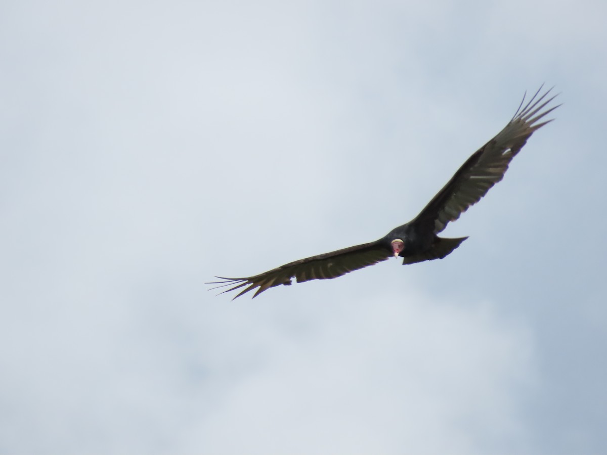 Turkey Vulture - ML619525882