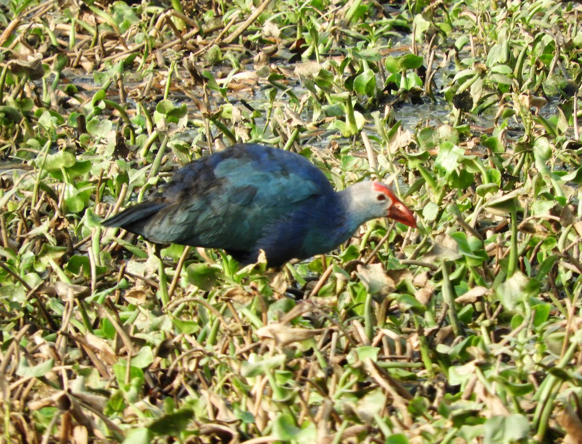 灰頭紫水雞 - ML619525954