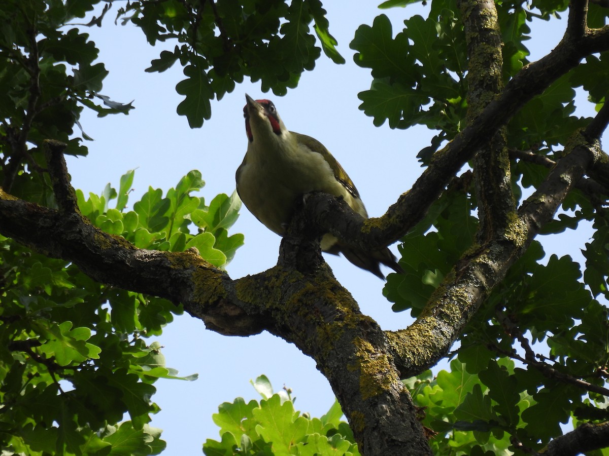 Eurasian Green Woodpecker - ML619525968