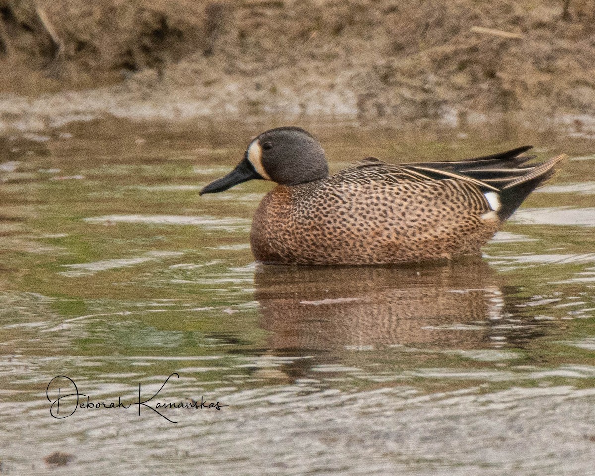 Blue-winged Teal - ML619525969