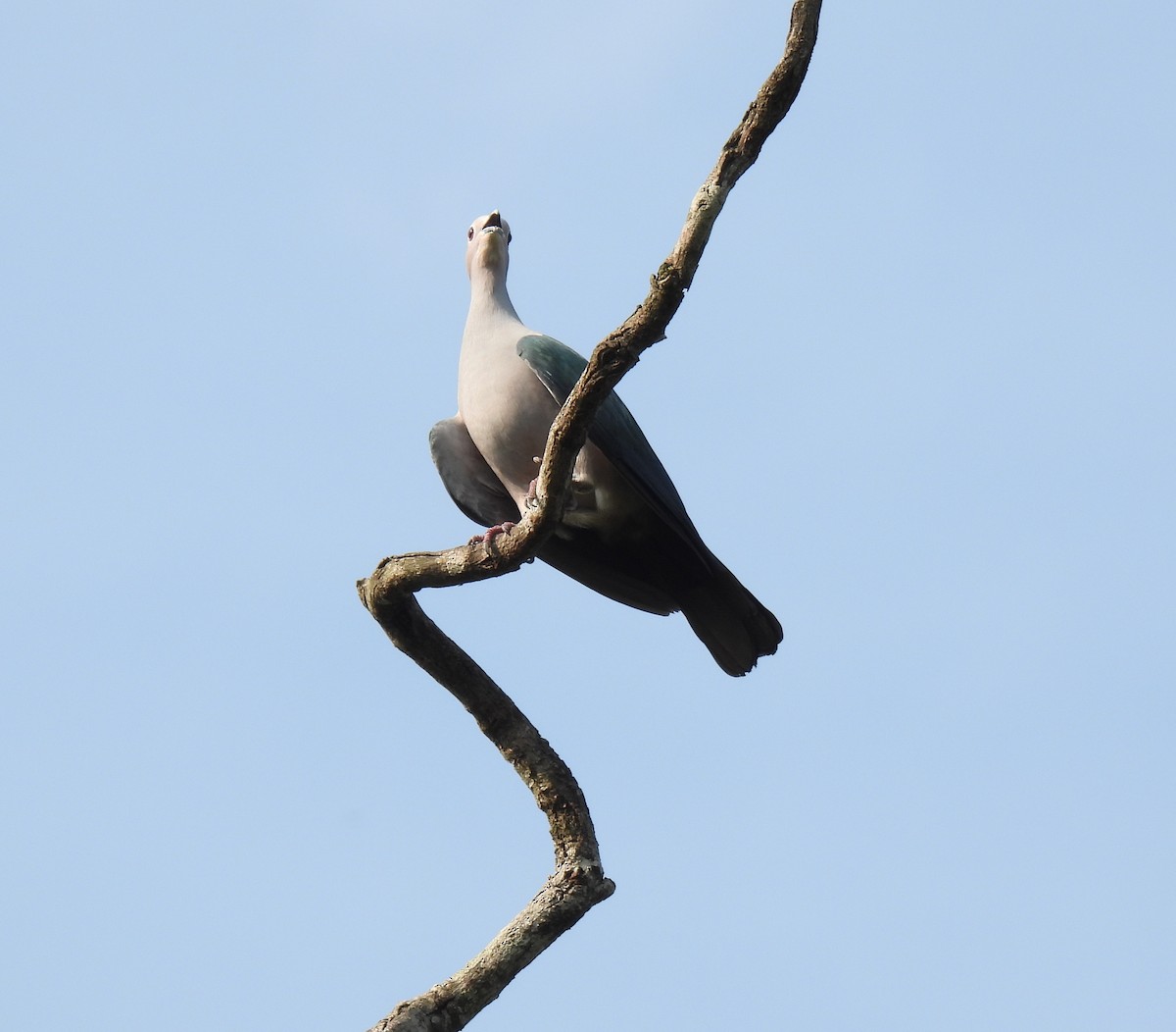 Green Imperial-Pigeon - ML619525992