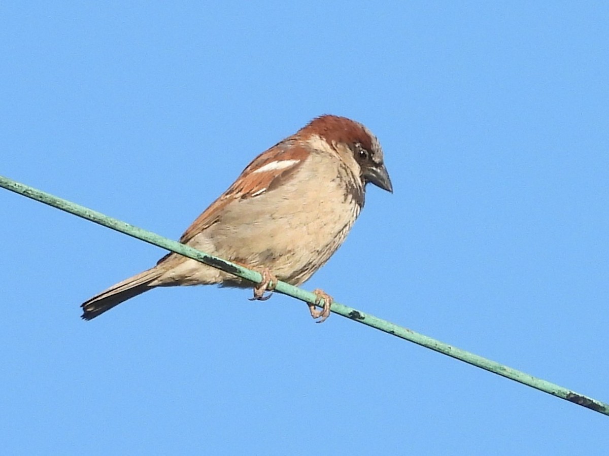 House Sparrow - ML619525999