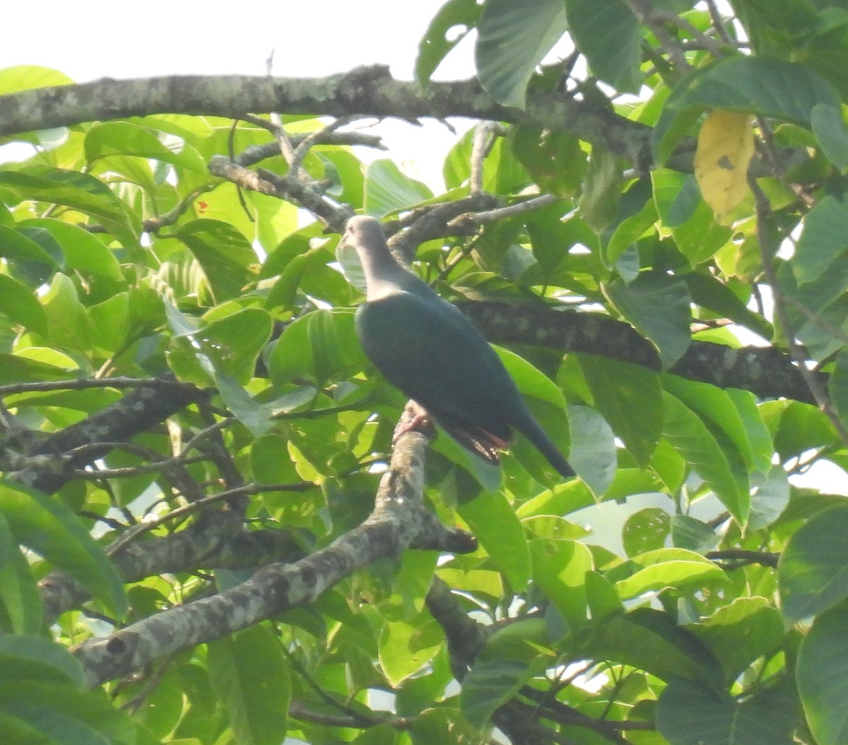 Green Imperial-Pigeon - ML619526016