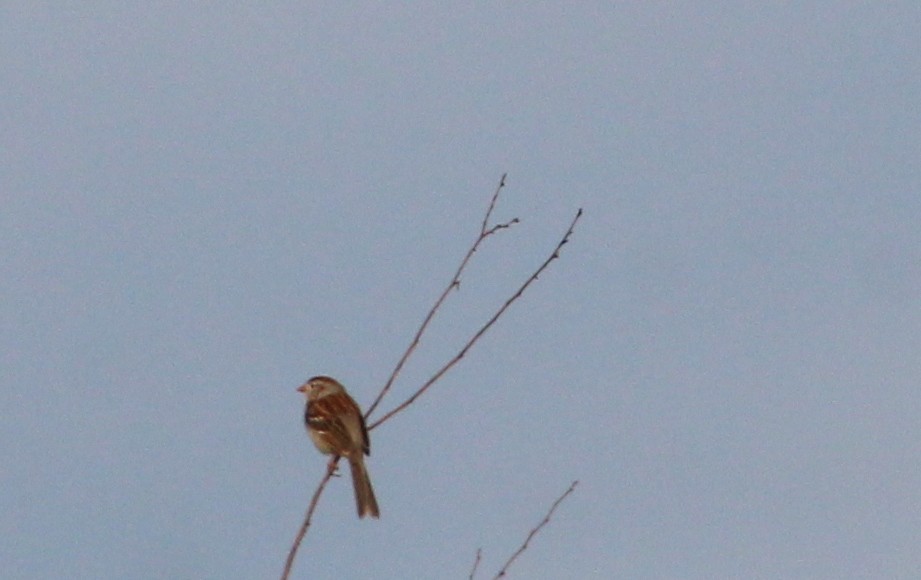 Field Sparrow - ML619526067