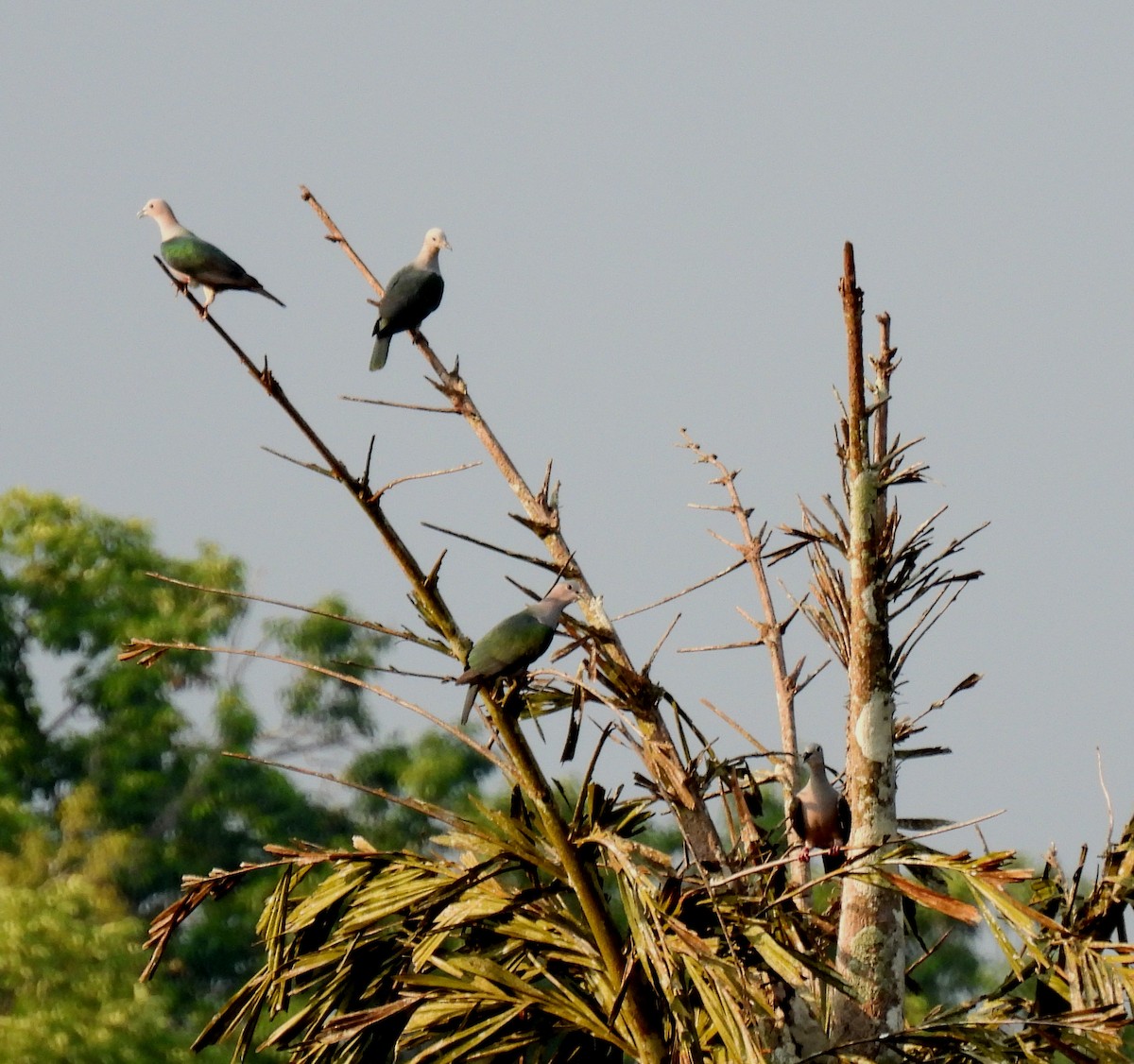 Green Imperial-Pigeon - ML619526083