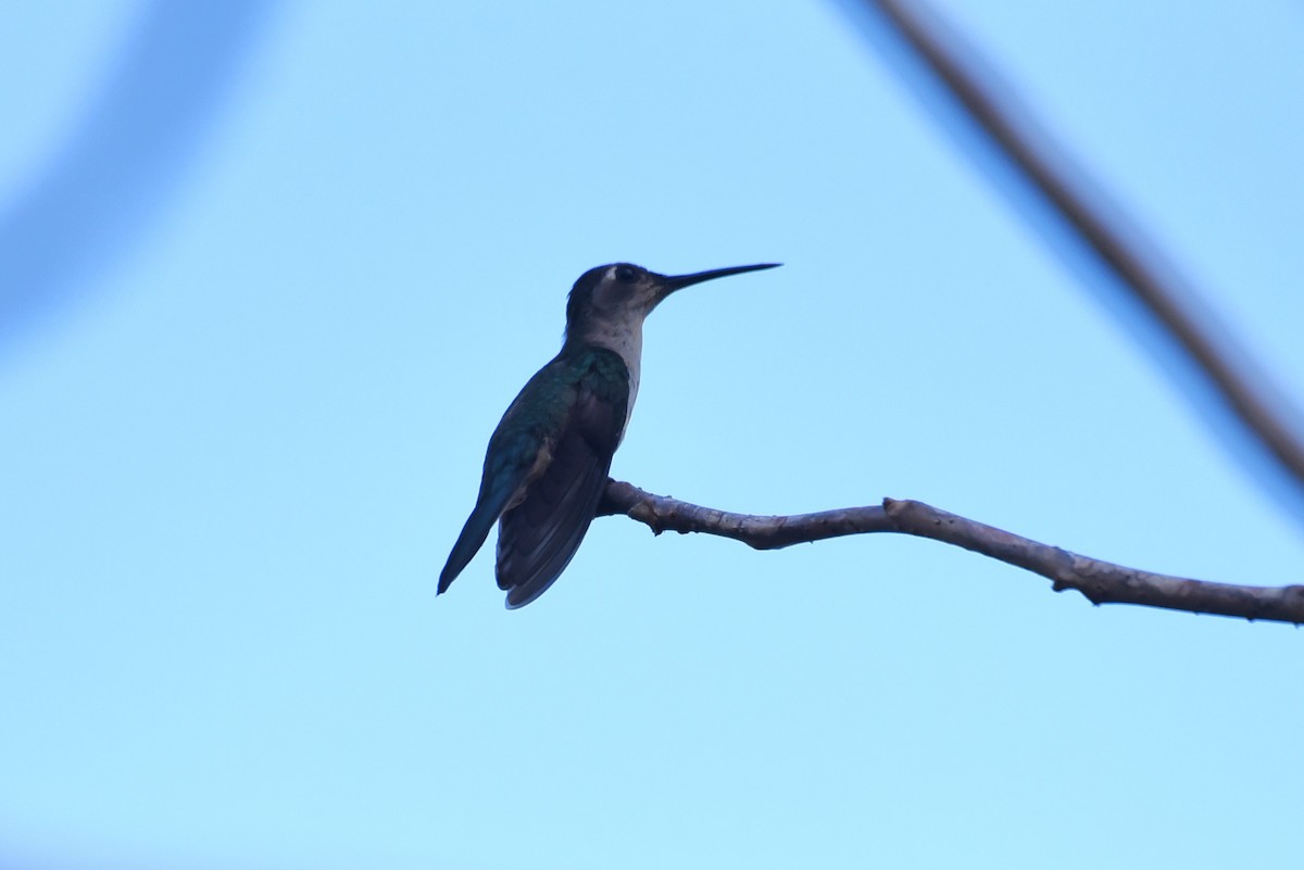 kolibřík klínoocasý - ML619526087